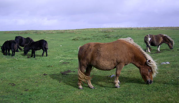 Shetland Pony For Sale